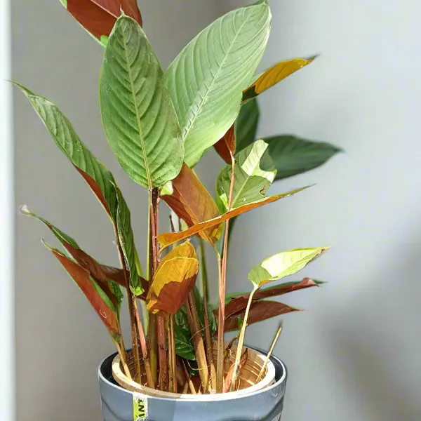 Marantochloa_Mannii_Bronze-Green_Tropical_Foliage_Live_Plant