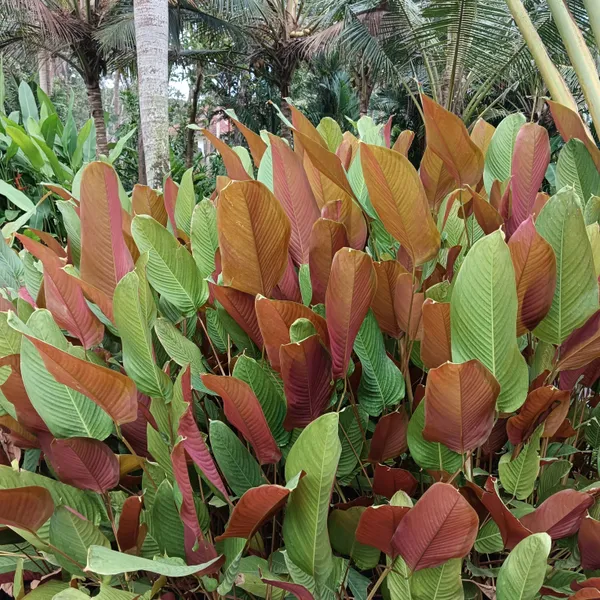 Marantochloa_Mannii_Bronze-Green_Tropical_Foliage_Live_Plant