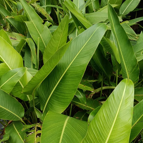 Traveller'S_Palm_Ravenala_Madagascariensis_Fan_Tropical_Live_Plant