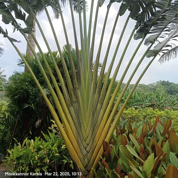 Traveller'S_Palm_Ravenala_Madagascariensis_Fan_Tropical_Live_Plant