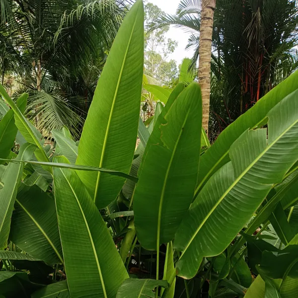 Traveller'S_Palm_Ravenala_Madagascariensis_Fan_Tropical_Live_Plant