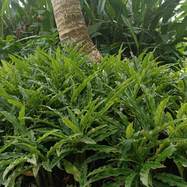 Goeppertia_Rufibarba_Green_Velvety_Wavy-Leaf_Live_Plant