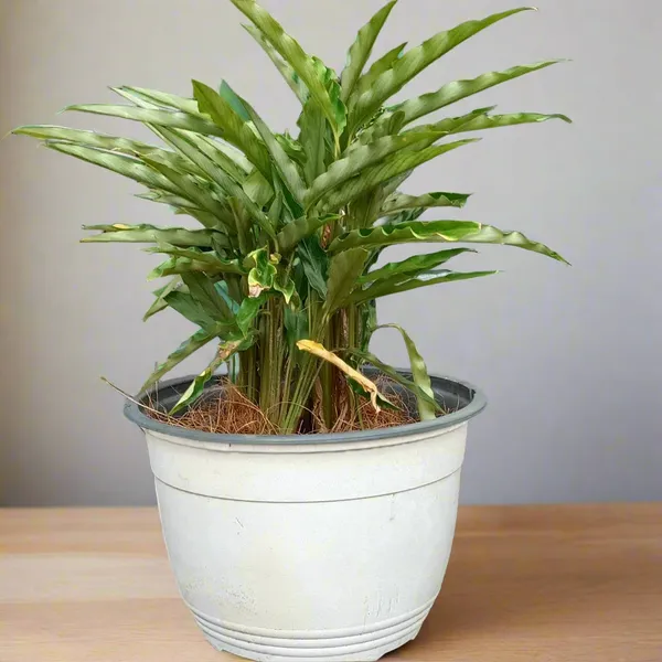 Goeppertia_Rufibarba_Green_Velvety_Wavy-Leaf_Live_Plant