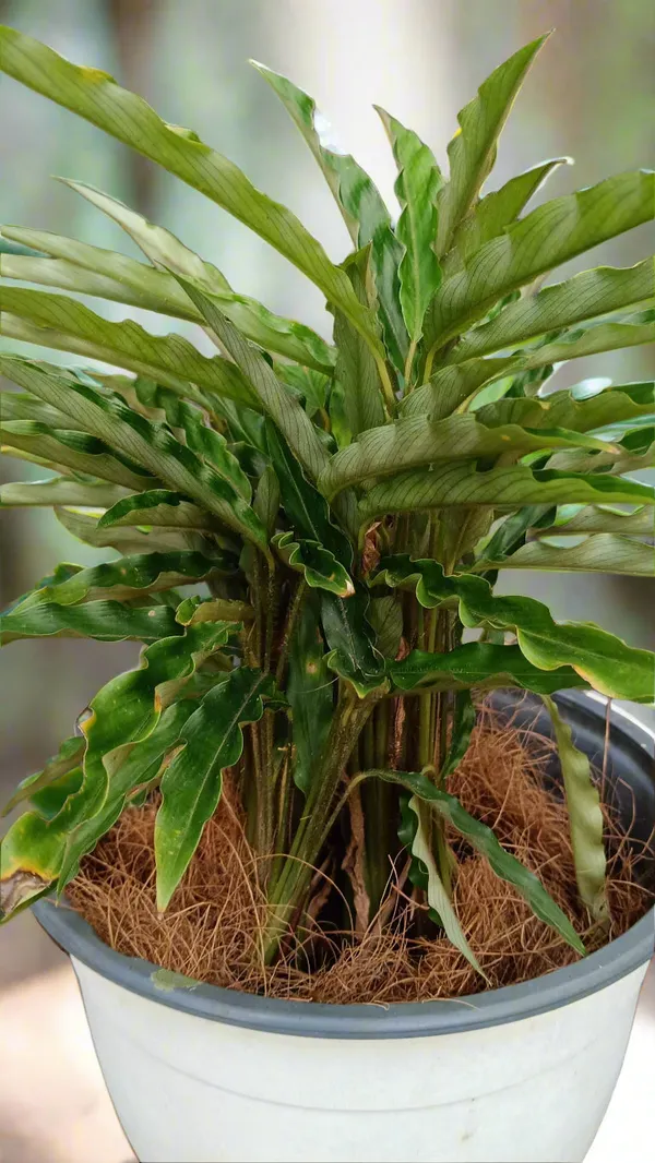Goeppertia_Rufibarba_Green_Velvety_Wavy-Leaf_Live_Plant