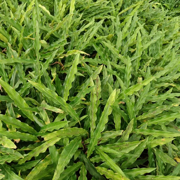 Goeppertia_Rufibarba_Green_Velvety_Wavy-Leaf_Live_Plant