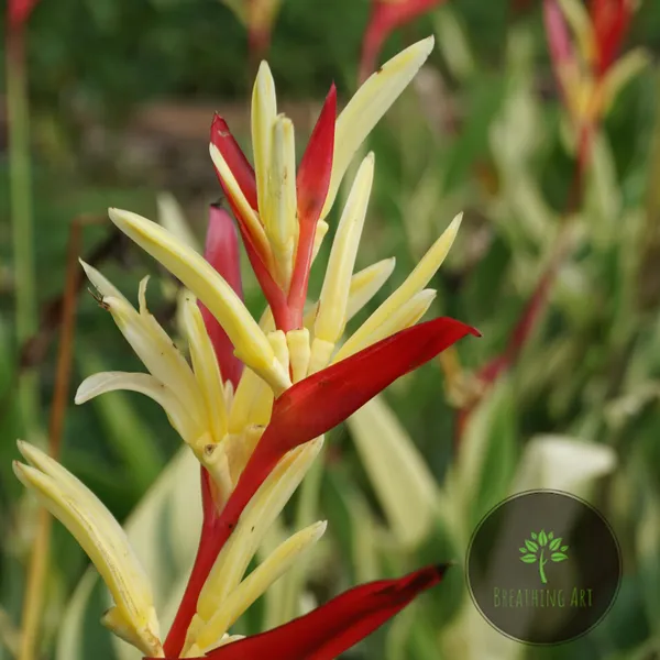 Heliconia_Lady_Di_Variegated_Striped_Tropical_Live_Plant