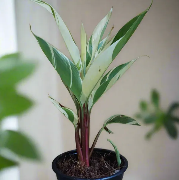 Heliconia_Lady_Di_Variegated_Striped_Tropical_Live_Plant