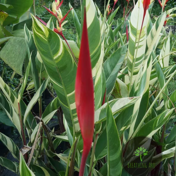 Heliconia_Lady_Di_Variegated_Striped_Tropical_Live_Plant