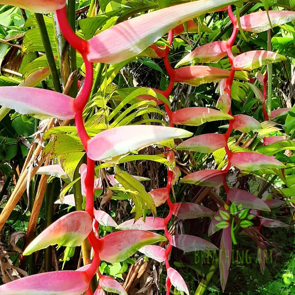 Heliconia_Chartacea_Sexy_Pink_Cascading_Tropical_Live_Plant