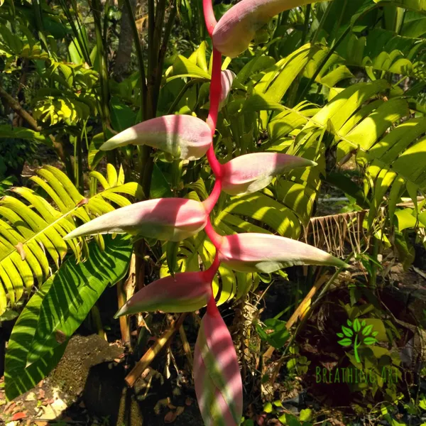 Heliconia_Chartacea_Sexy_Pink_Cascading_Tropical_Live_Plant