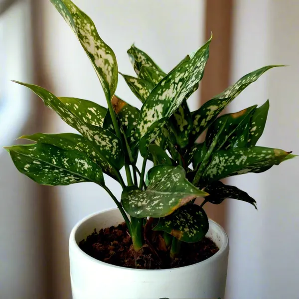 Aglaonema_Snow_White_Variegated_Foliage_Live_Plant