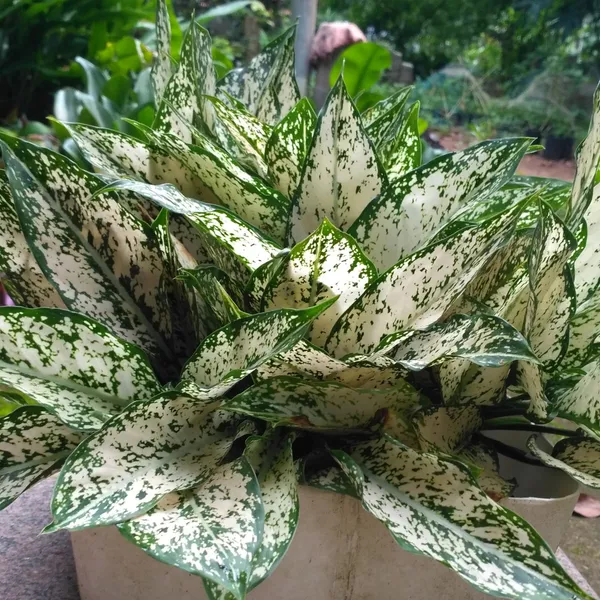 Aglaonema_Snow_White_Variegated_Foliage_Live_Plant