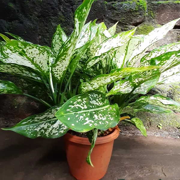 Aglaonema_Snow_White_Variegated_Foliage_Live_Plant