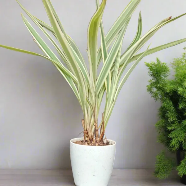 Phormium_Tenax_Variegata_New_Zealand_Flax_Live_Plant