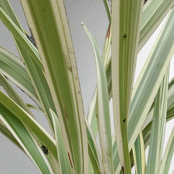 Phormium_Tenax_Variegata_New_Zealand_Flax_Live_Plant