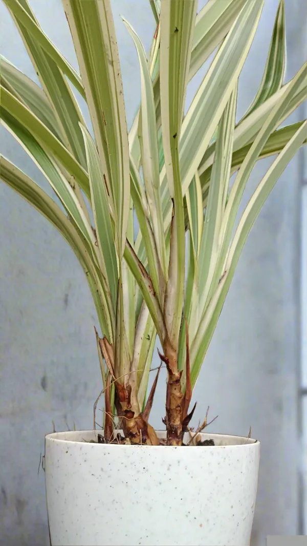 Phormium_Tenax_Variegata_New_Zealand_Flax_Live_Plant