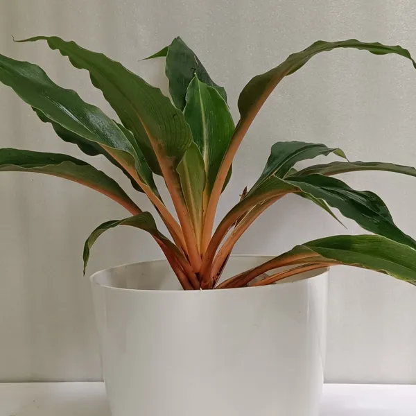 Orange_Spider_Plant_Chlorophytum_Orchidastrum_Fire_Flash_Live_Plant