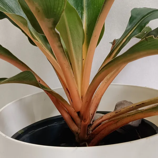 Orange_Spider_Plant_Chlorophytum_Orchidastrum_Fire_Flash_Live_Plant