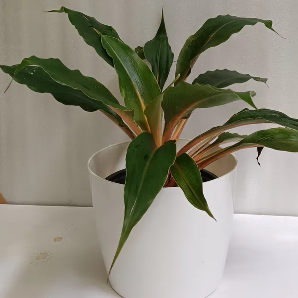 Orange_Spider_Plant_Chlorophytum_Orchidastrum_Fire_Flash_Live_Plant