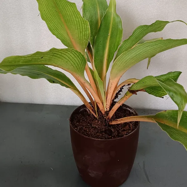 Orange_Spider_Plant_Chlorophytum_Orchidastrum_Fire_Flash_Live_Plant