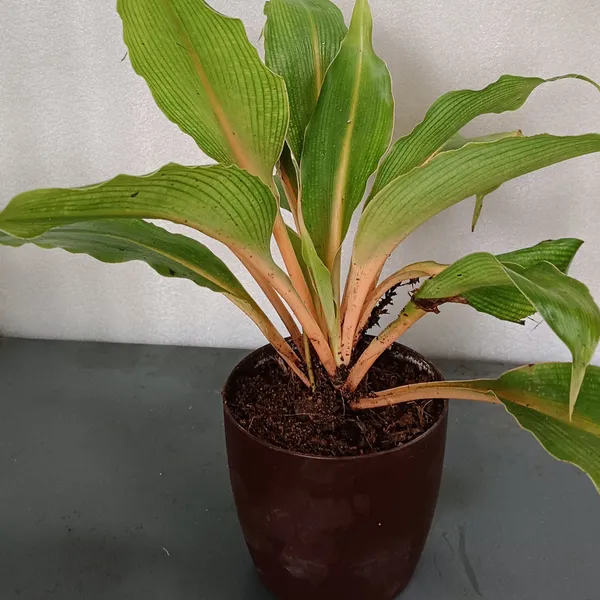 Orange_Spider_Plant_Chlorophytum_Orchidastrum_Fire_Flash_Live_Plant