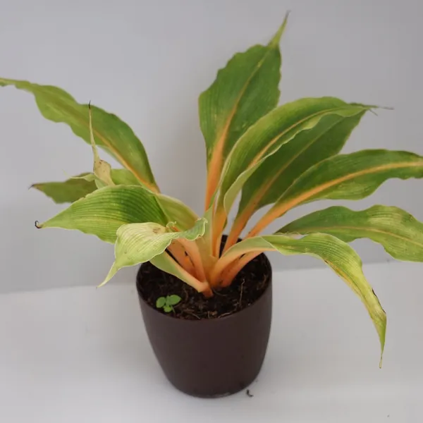 Orange_Spider_Plant_Chlorophytum_Orchidastrum_Fire_Flash_Live_Plant