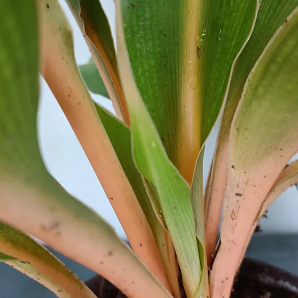 Orange_Spider_Plant_Chlorophytum_Orchidastrum_Fire_Flash_Live_Plant