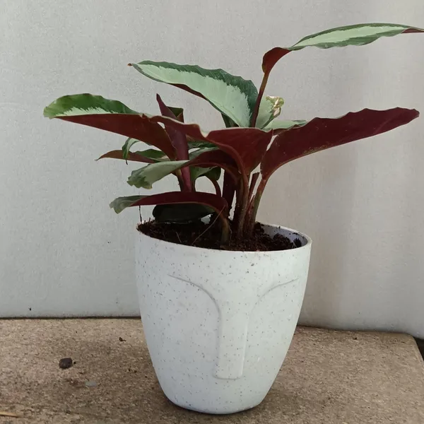 Goeppertia_Corona_Silvery-Green_Purple_Underside_Live_Plant