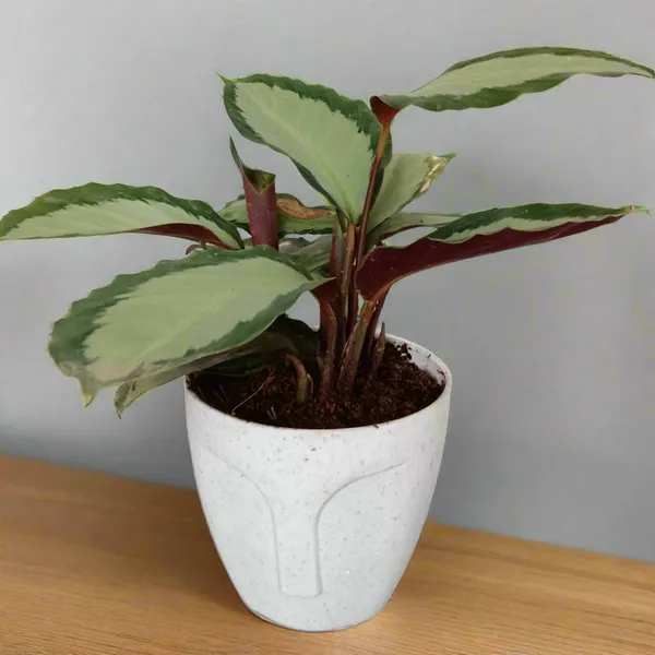 Goeppertia_Corona_Silvery-Green_Purple_Underside_Live_Plant