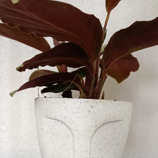 Goeppertia_Corona_Silvery-Green_Purple_Underside_Live_Plant