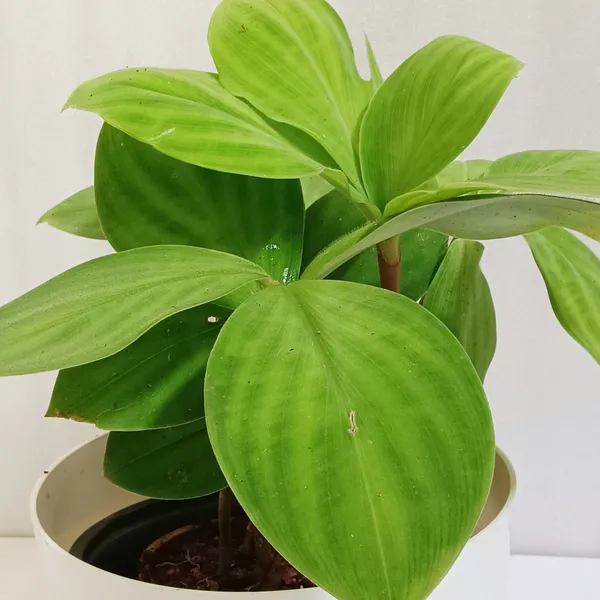 Costus_Malortieanus_Velvet_Spiral_Ginger_Live_Plant
