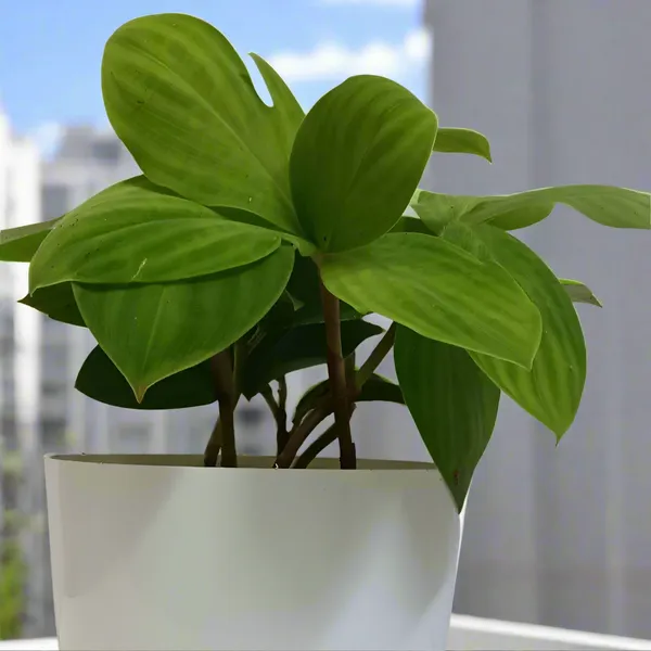 Costus_Malortieanus_Velvet_Spiral_Ginger_Live_Plant