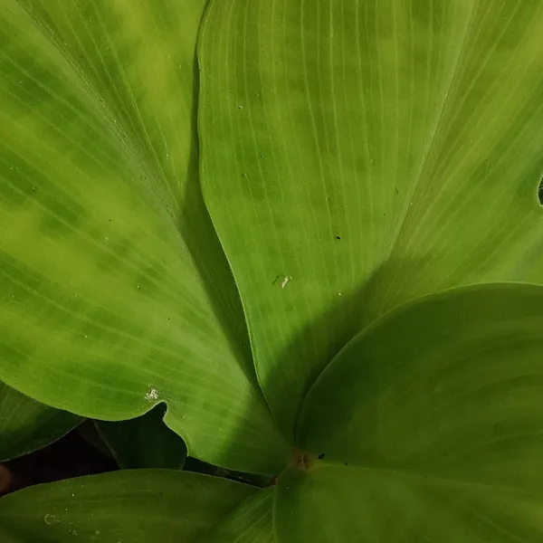 Costus_Malortieanus_Velvet_Spiral_Ginger_Live_Plant