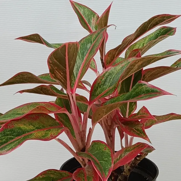 Aglaonema_Red_Lipstick_Red-Edged_Indoor_Live_Plant