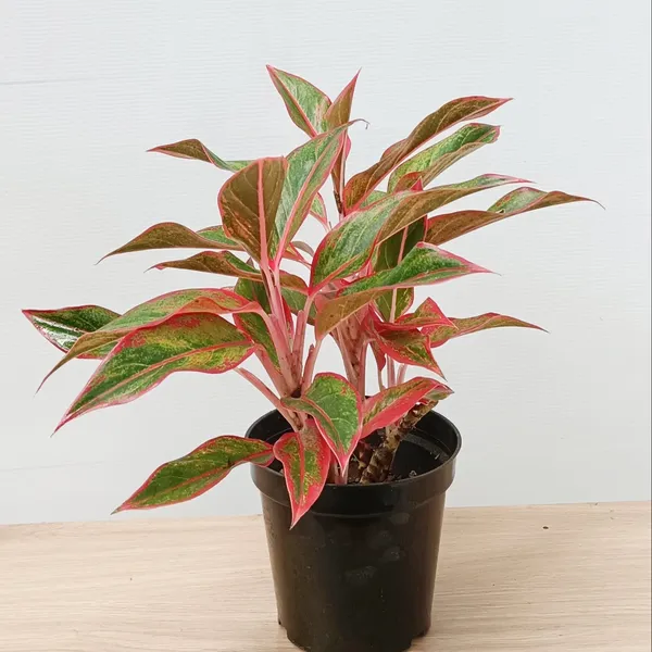 Aglaonema_Red_Lipstick_Red-Edged_Indoor_Live_Plant
