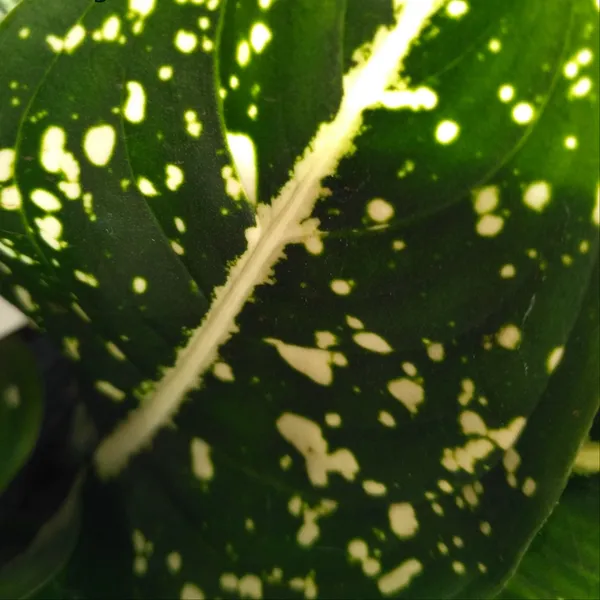 Aglaonema_Costatum_Foxii_White-Spotted_Foliage_Live_Plant