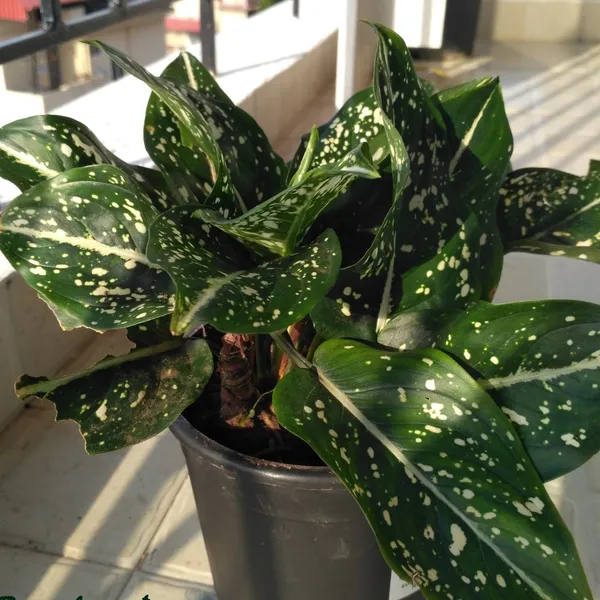 Aglaonema_Costatum_Foxii_White-Spotted_Foliage_Live_Plant