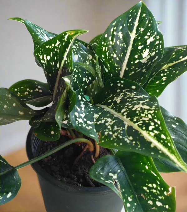 Aglaonema_Costatum_Foxii_White-Spotted_Foliage_Live_Plant