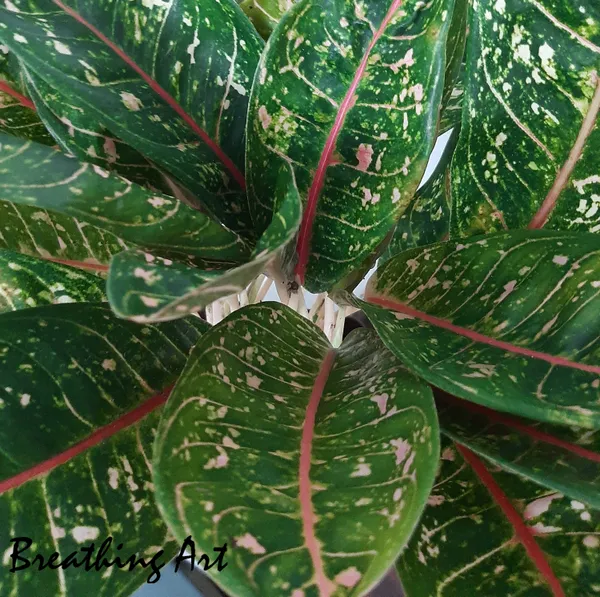Aglaonema_Pink_Moon_Pink-Spotted_Foliage_Indoor_Live_Plant