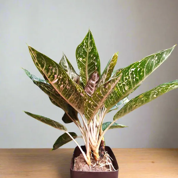 Aglaonema_Pink_Moon_Pink-Spotted_Foliage_Indoor_Live_Plant