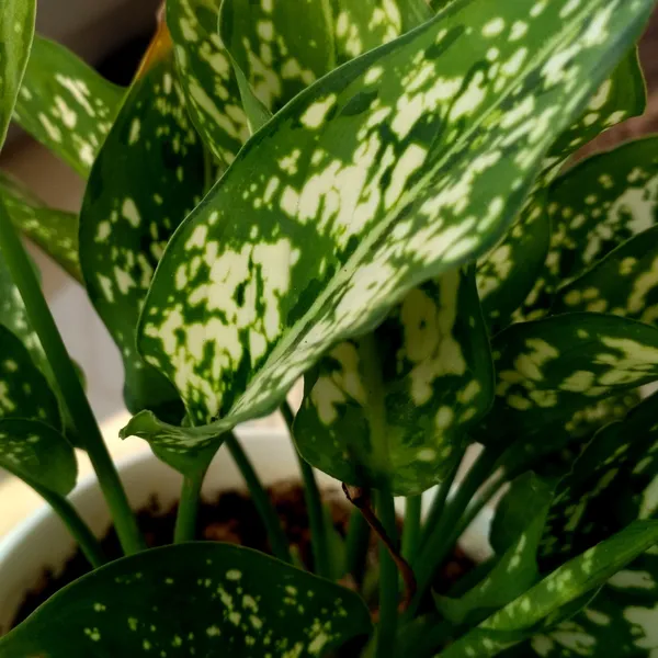 Aglaonema_Snow_White_Indoor_Live_Plant