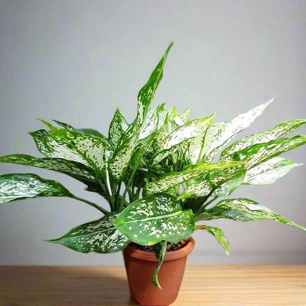 Aglaonema_Snow_White_Indoor_Live_Plant