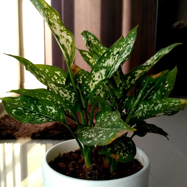Aglaonema_Snow_White_Indoor_Live_Plant