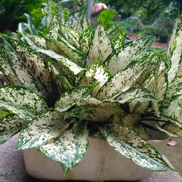 Aglaonema_Snow_White_Indoor_Live_Plant