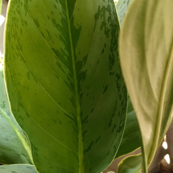 Aglaonema_Silver_Frost_Indoor_Live_Plant