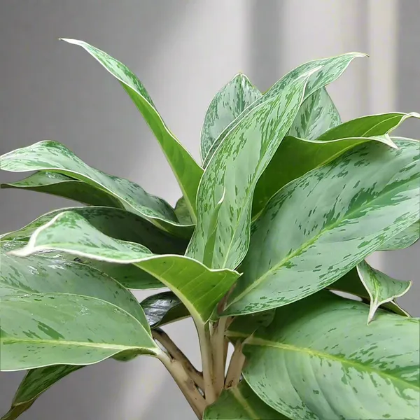 Aglaonema_Silver_Frost_Indoor_Live_Plant