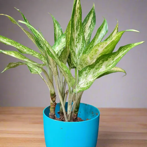 Aglaonema_White_Rajah_White-Green_Variegated_Live_Plant