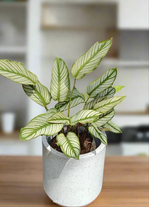 Goeppertia_Majestica_White_Star_Striped_Prayer_Live_Plant
