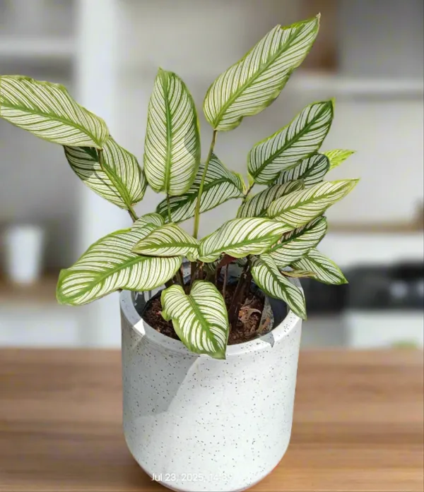 Goeppertia_Majestica_White_Star_Striped_Prayer_Live_Plant