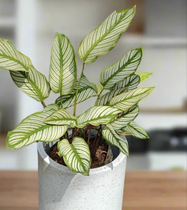 Goeppertia_Majestica_White_Star_Striped_Prayer_Live_Plant